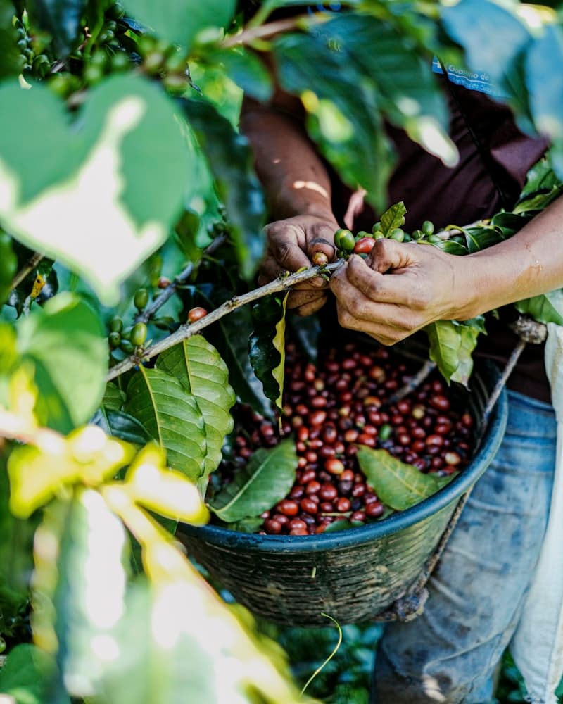 Hands picking ripe coffee cherries into a basket